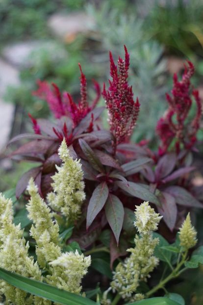  - Septembrie 2019- septembrie 2020