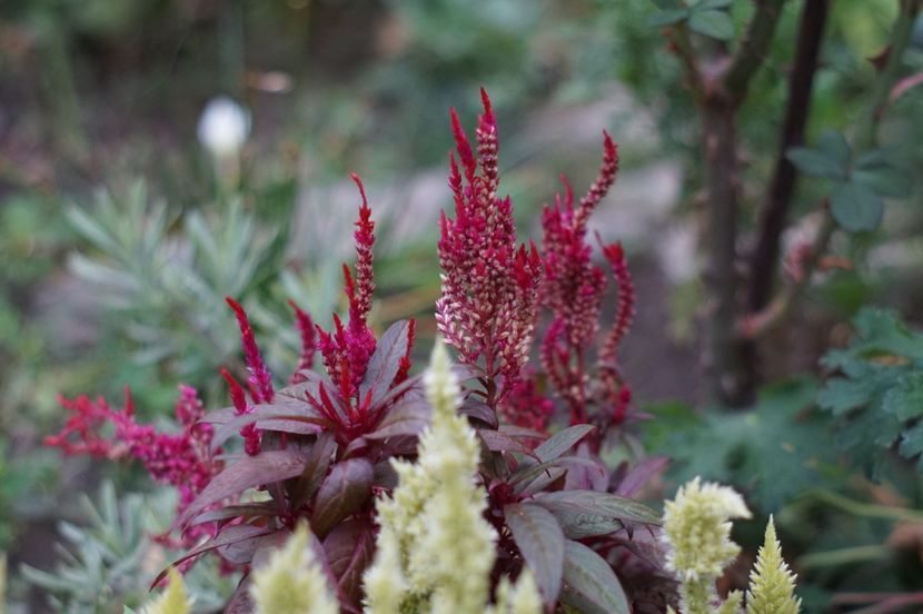  - Septembrie 2019- septembrie 2020