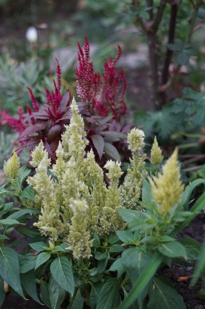  - Septembrie 2019- septembrie 2020