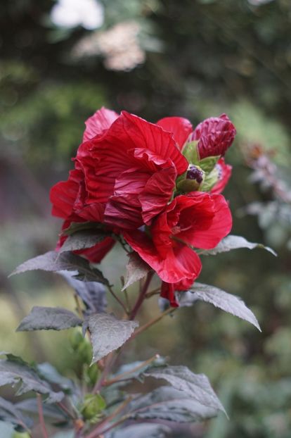  - Septembrie 2019- septembrie 2020