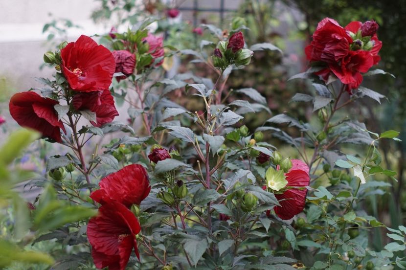  - Hibiscus de gradina