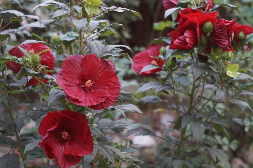  - Septembrie 2019- septembrie 2020