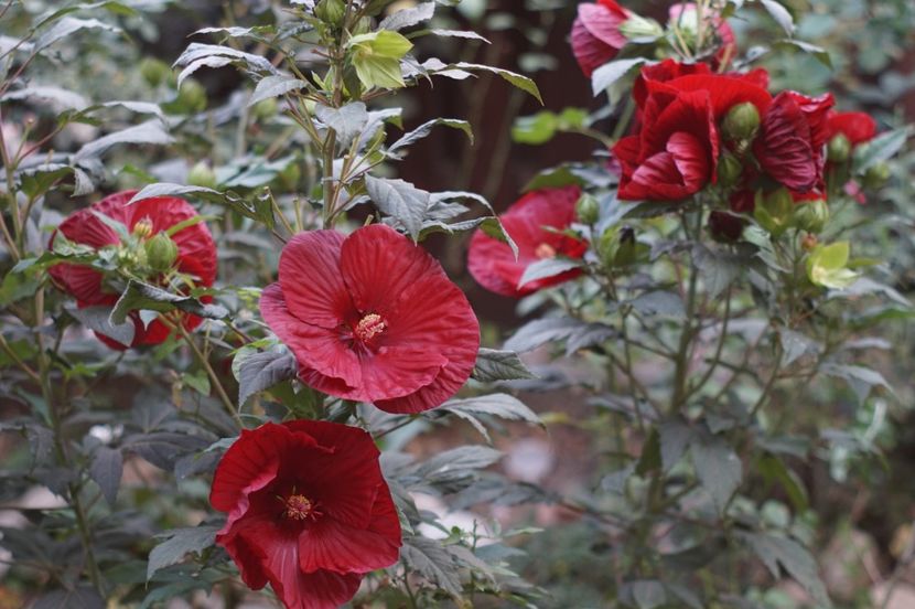  - Hibiscus de gradina