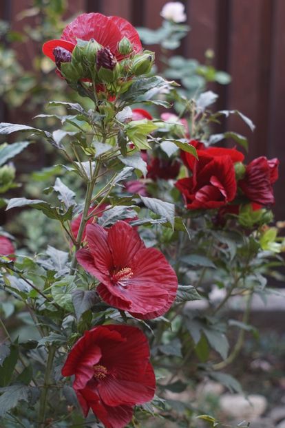  - Septembrie 2019- septembrie 2020