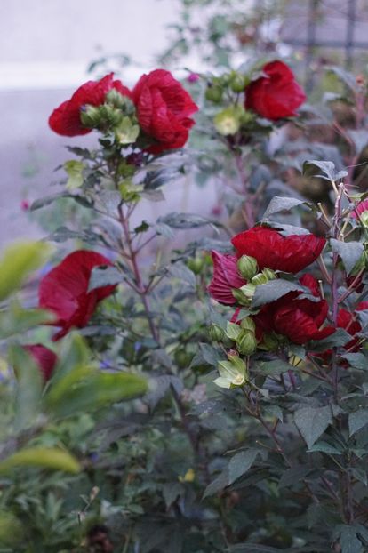  - Septembrie 2019- septembrie 2020