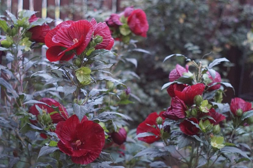  - Septembrie 2019- septembrie 2020