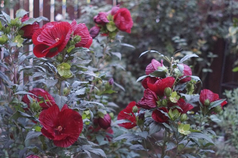  - Hibiscus de gradina