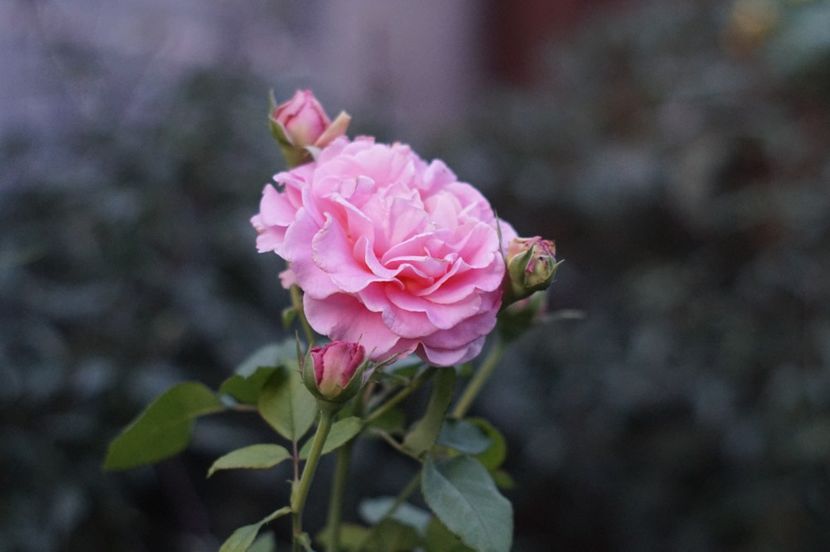  - Septembrie 2019- septembrie 2020