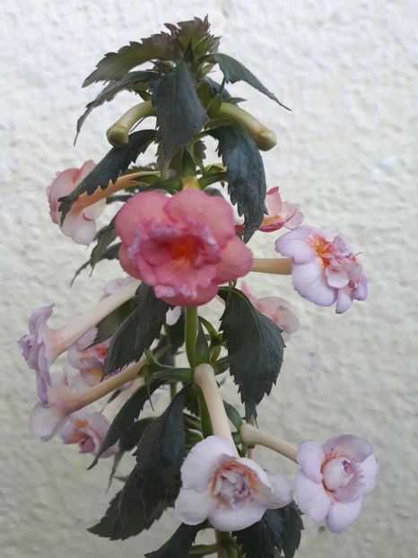  - 0001 2022 - Amelia Vitorino