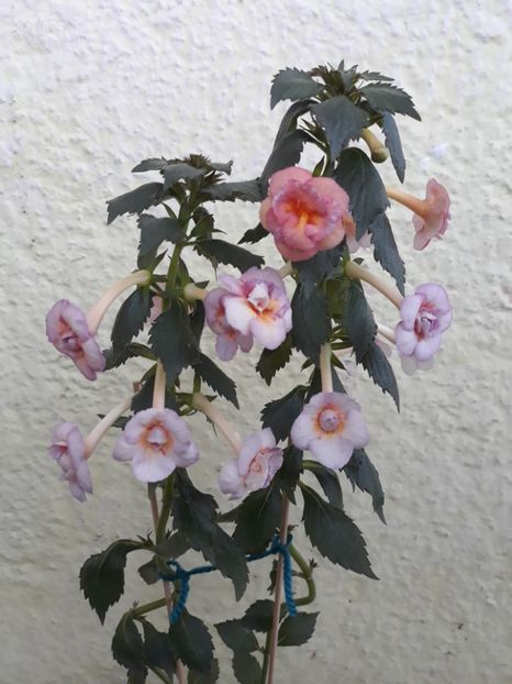  - 0001 2022 - Amelia Vitorino