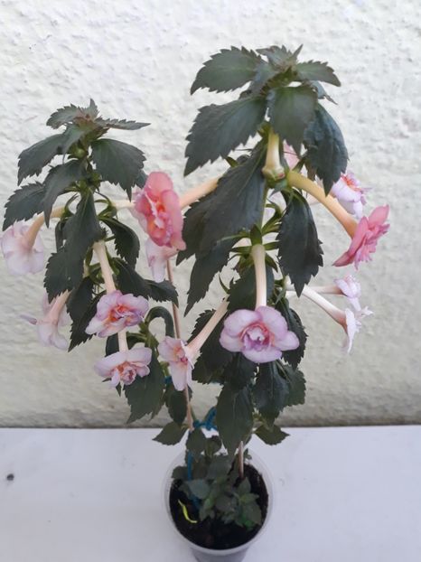  - 0001 2022 - Amelia Vitorino