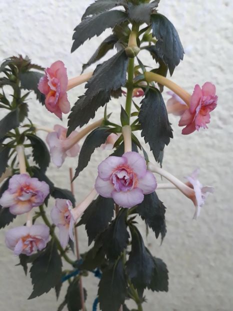  - 0001 2022 - Amelia Vitorino