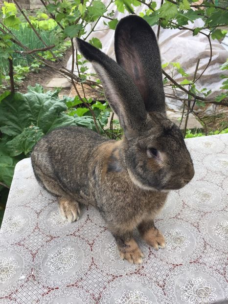 F3D96515-1B56-44E4-8719-54F35E0DAEC9 - RO16-3888