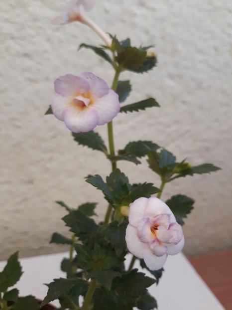 2019 - Summer Clouds D, Erika - R20 - Summer Clouds