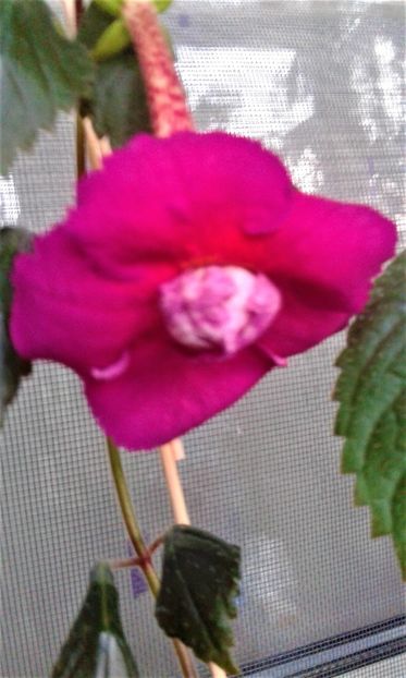 20190922_072422--8 - Achimenes 17 09 2016789