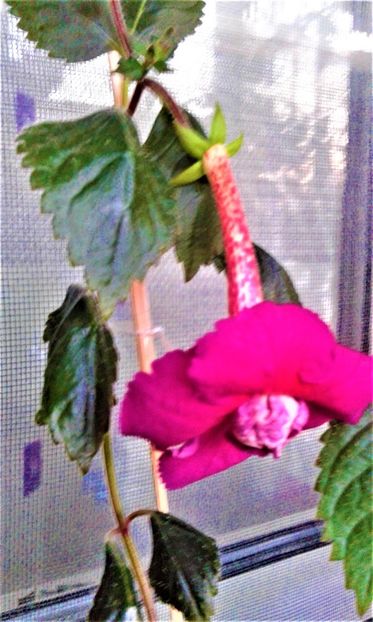 20190922_072439--9 - Achimenes 17 09 2016789