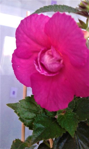 20190922_072517x - Cupidon