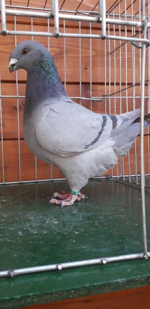 F 2019 - Tineret 2019