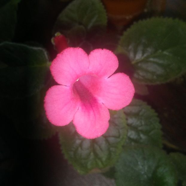 Sinningia Raindrops red - Sinningia 2019