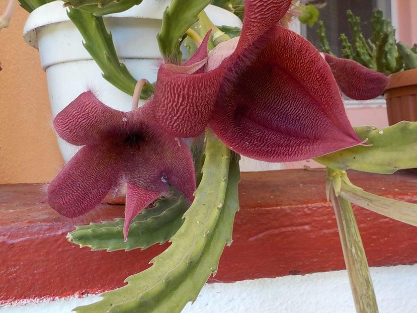  - Genul Stapeliade