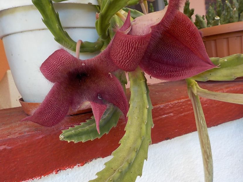  - Genul Stapeliade