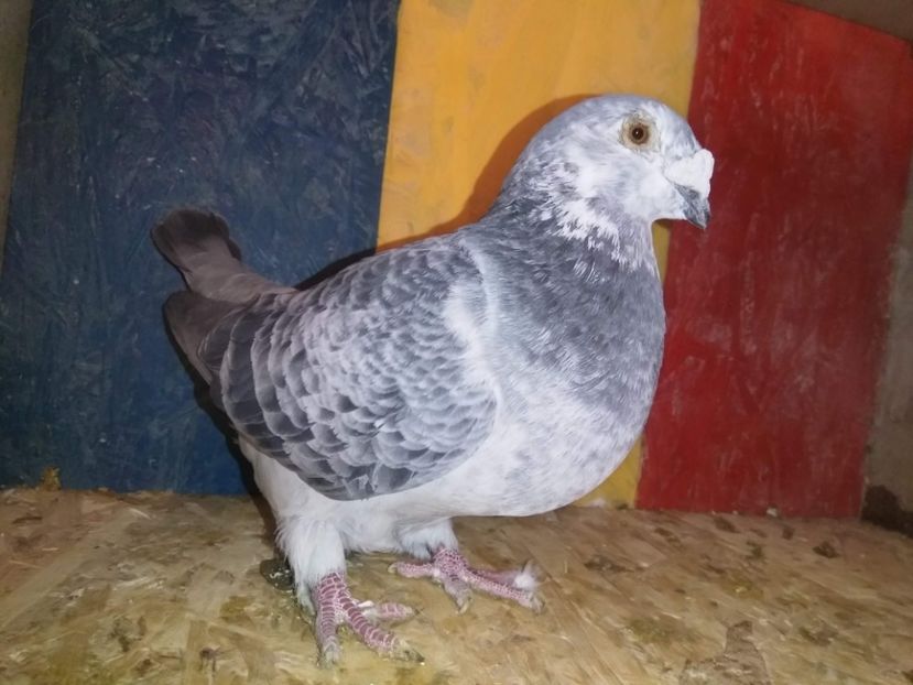 F2014 - VRDF VANDUTI