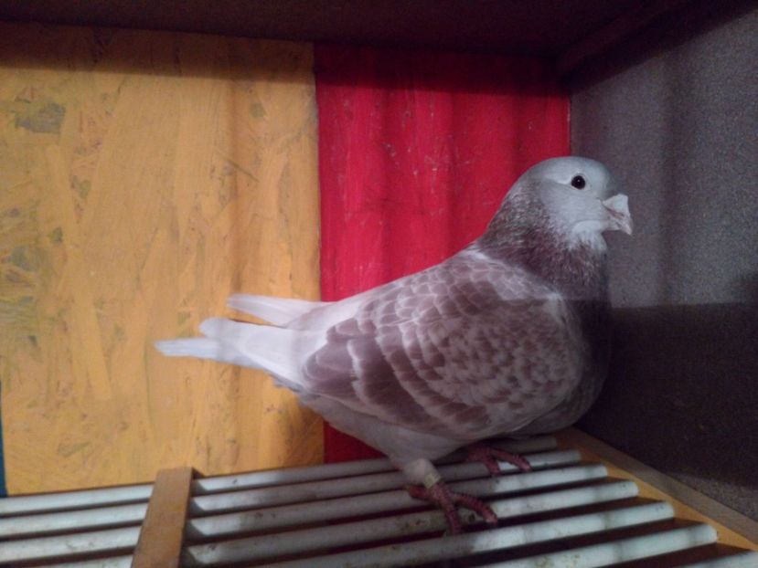 F2015 - VRDF VANDUTI