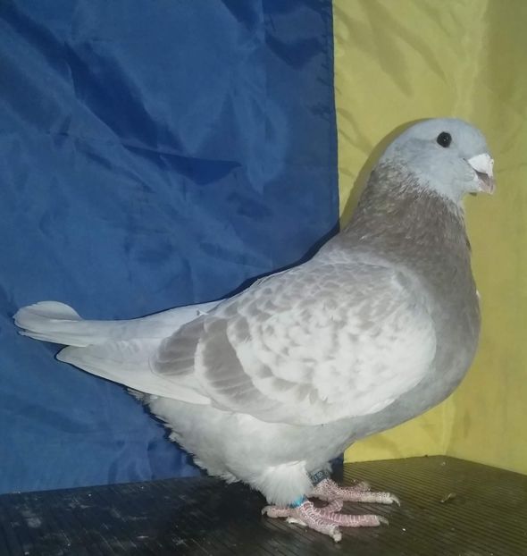 M2018 - VRDF VANDUTI