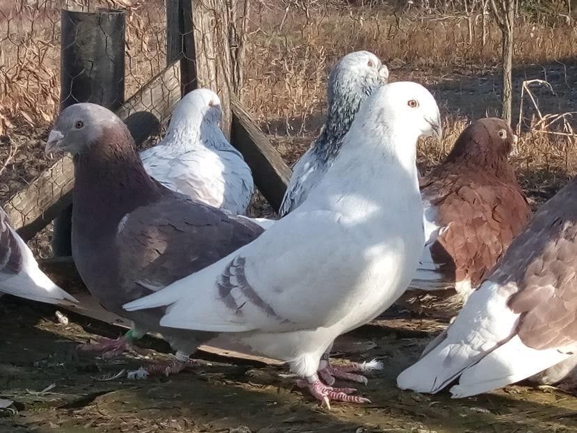 M2014 - VRDF VANDUTI