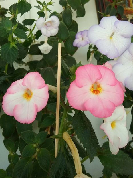  - Vie en Rose