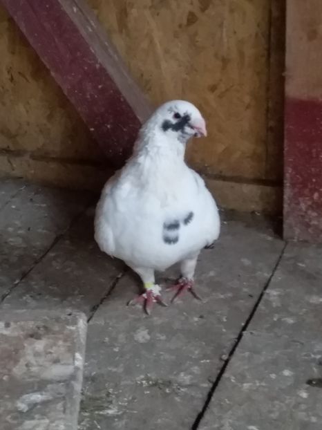 m 2018 - 09 -- americani