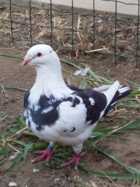 f 2018 - 09 -- americani