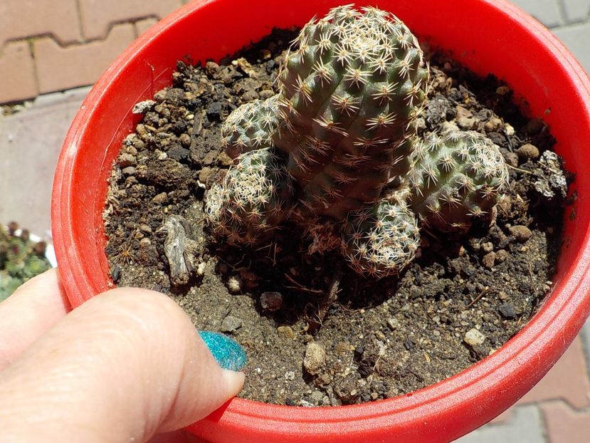  - rebutia pygmea 2019