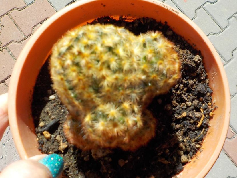  - mammillaria carmenae 2019