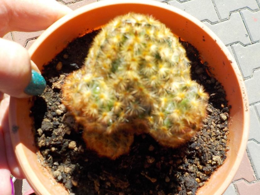  - mammillaria carmenae 2019
