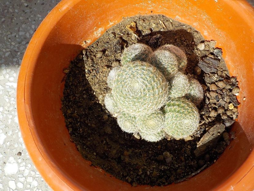  - rebutia heliosa