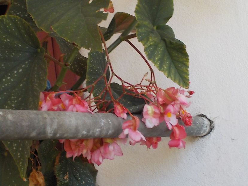  - begonia lucernae