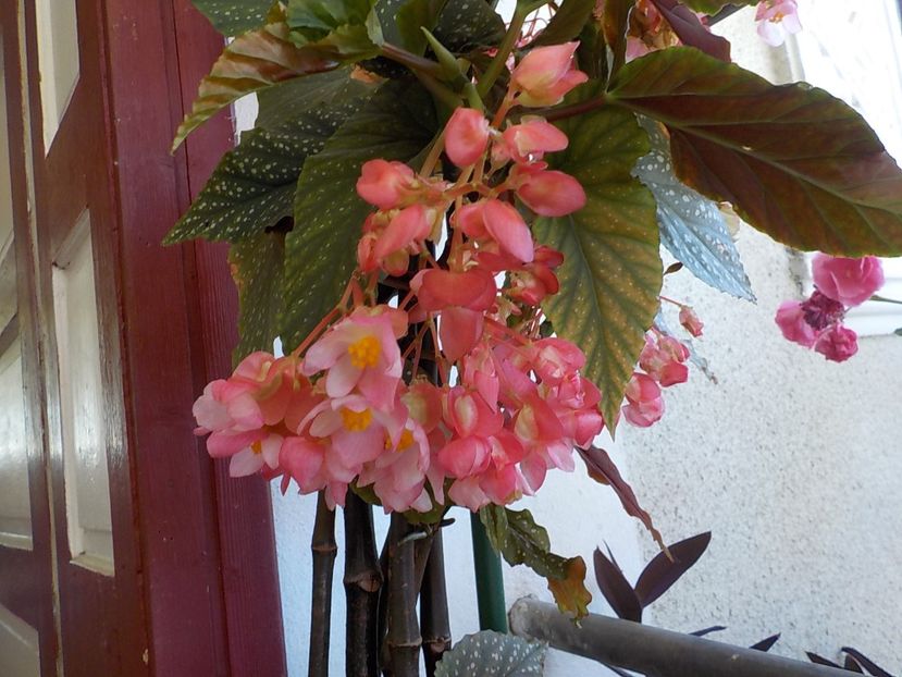  - begonia lucernae