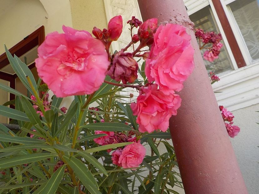  - roseum plenum 21