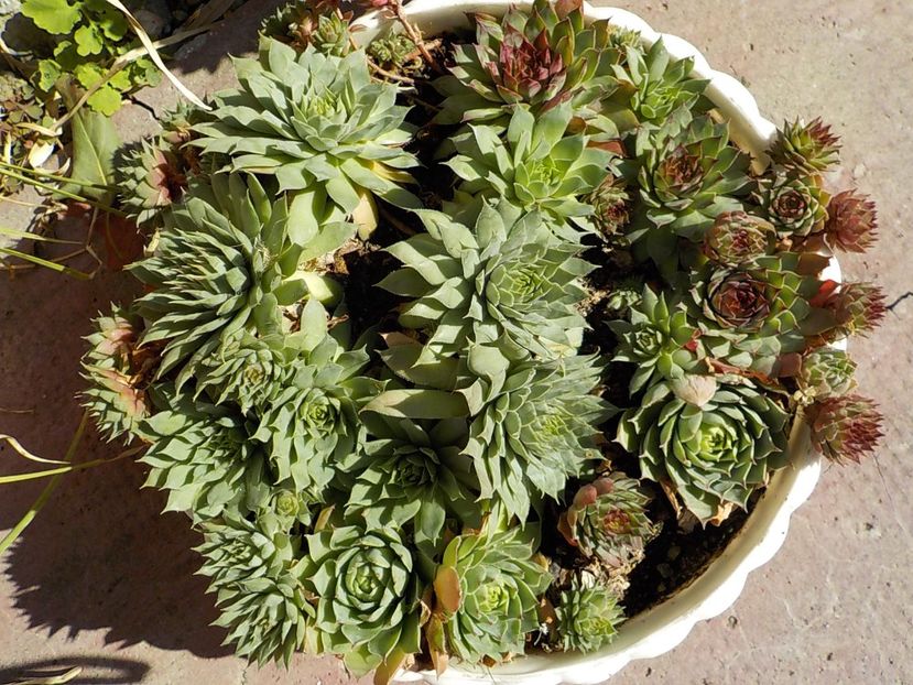  - Genul Sempervivum