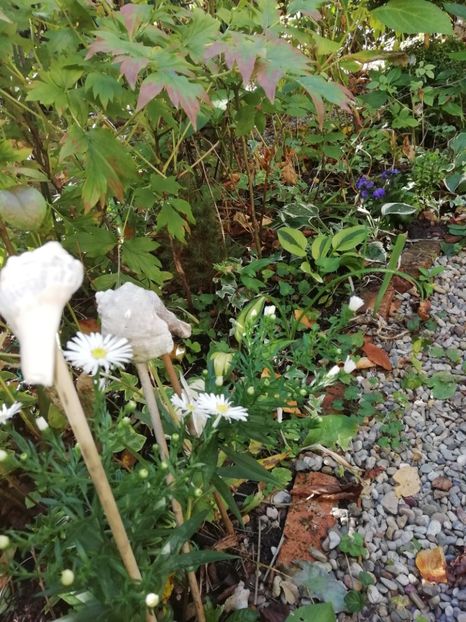  - Grădina 2019 sfârșit de sezon