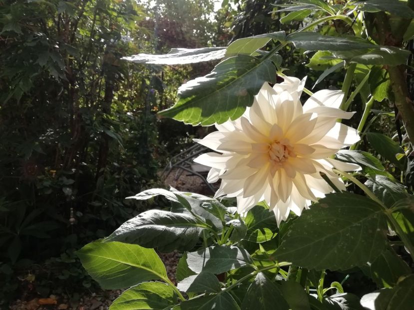  - Grădina 2019 sfârșit de sezon