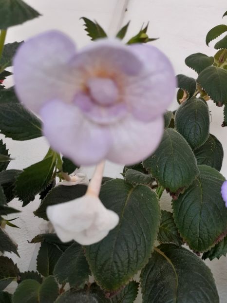  - LAVENDER BLISS