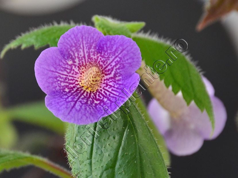 xAchimenantha Lionheart A - ACHIMENES III