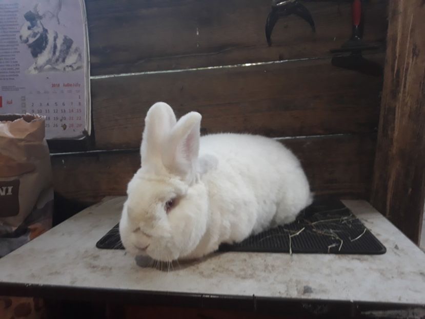 Mascul ianuarie 2019 - TINERET NEO ALB 2019