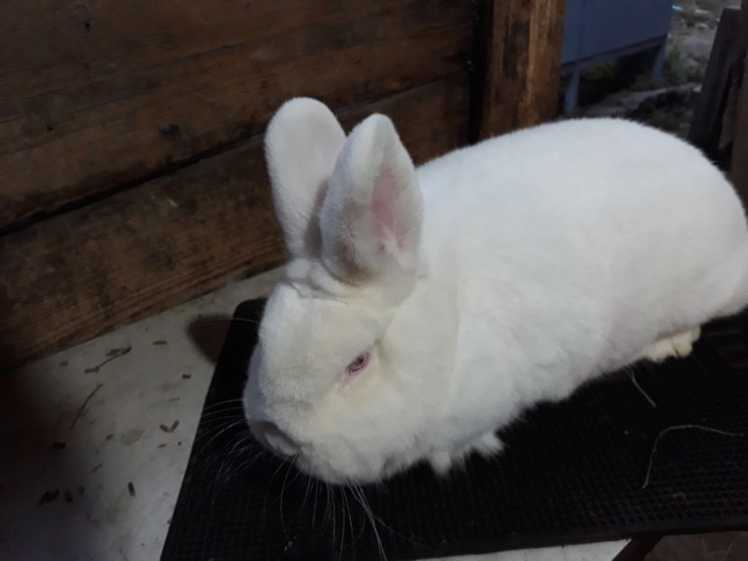 Femela ianuarie 2019 - TINERET NEO ALB 2019