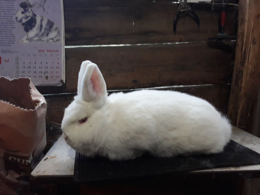 Femela martie 2019 - TINERET NEO ALB 2019