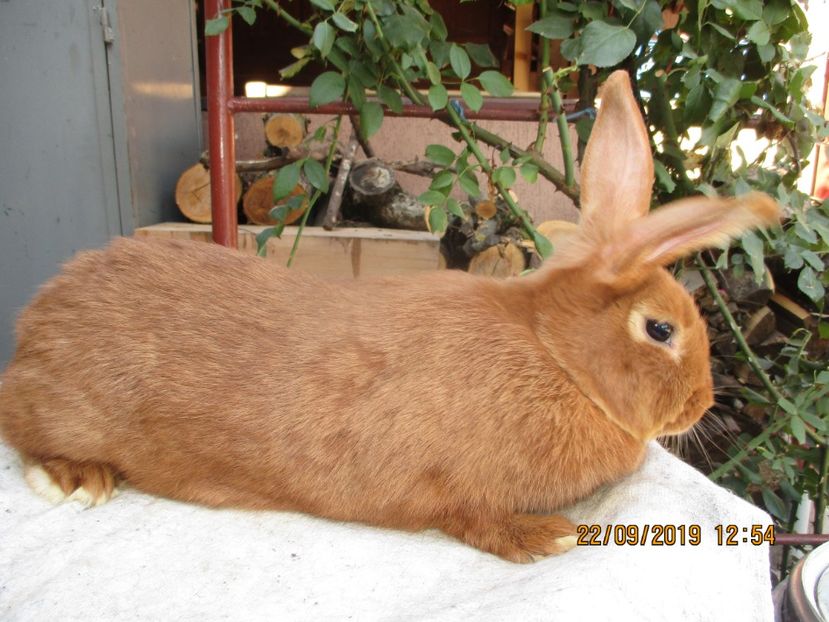  - Neozeelandez Rosu fem 1