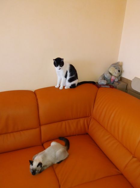  - Duracel septembrie 2019