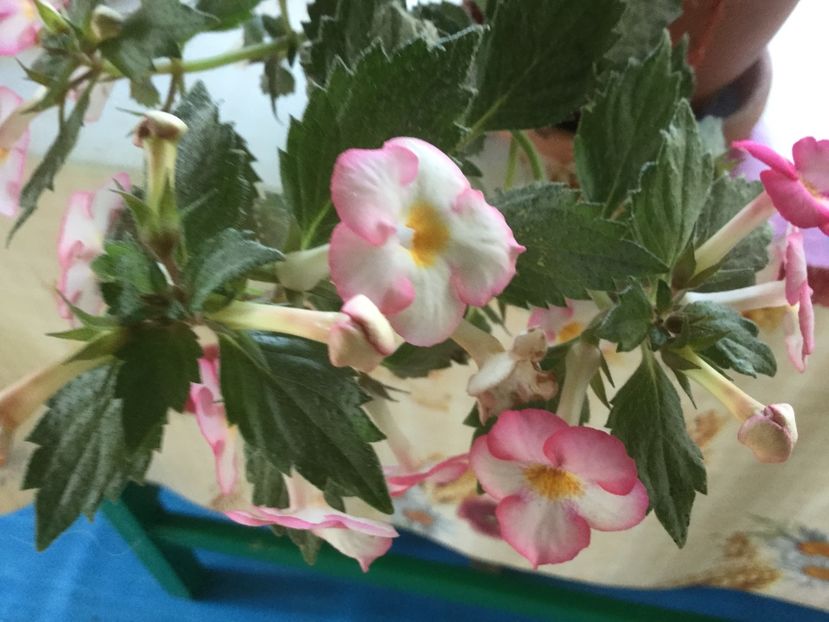 72D8A8AB-6922-4EF2-B2EA-FE6C526CC2D7 - Flori 2019